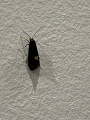 Psychoides filicivora