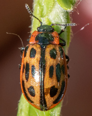 Chrysomela confluens