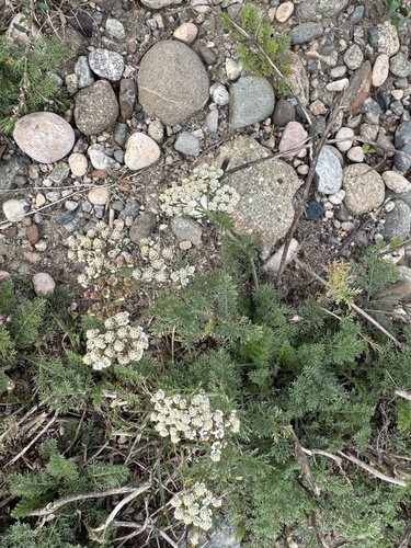 Noble Yarrow