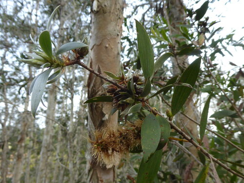 Melaleuca cajuputi observed 2026-08-15