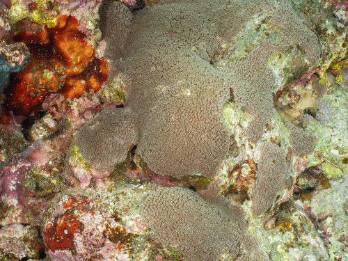 Goniopora pedunculata observed 2026-07-18