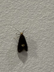 Psychoides filicivora