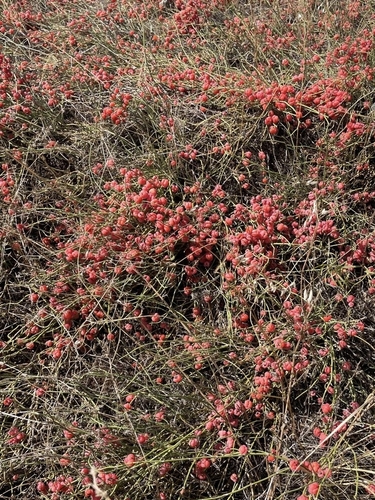European Ephedra