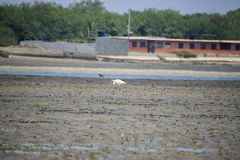 Eudocimus albus