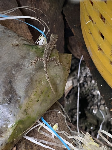 Asian House Gecko