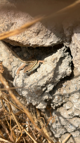 Ophisops elegans macrodactylus