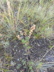 Veronica caucasica