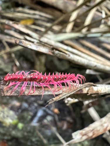 Shocking Pink Millipede