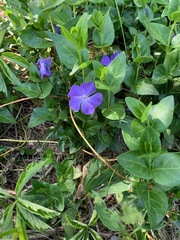 Vinca major