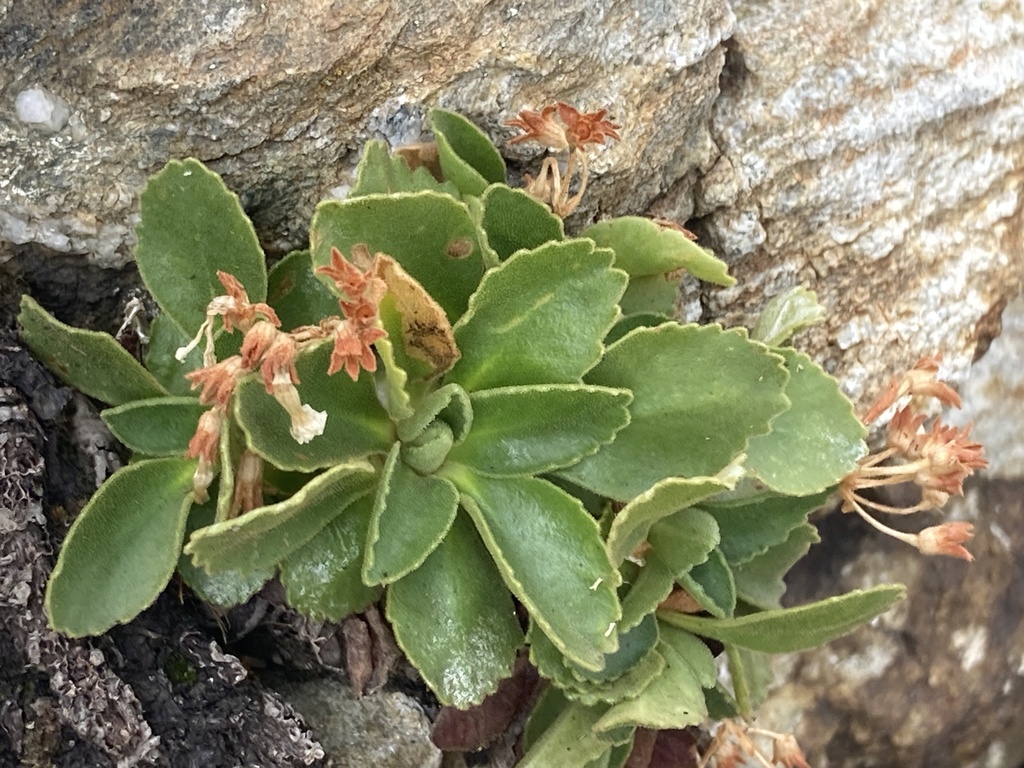 Primula hirsuta; photograph (c) Antoine MARNAT, some rights reserved (CC BY)