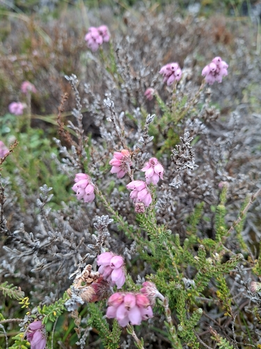 Cross-leaved Heath