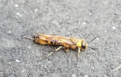 Eriotremex formosanus