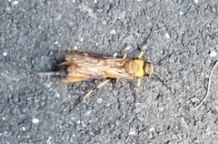 Eriotremex formosanus