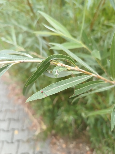 Willow Bead Gall Mite, Harenkarspel, NL-NH, NL, photo 7 of 10