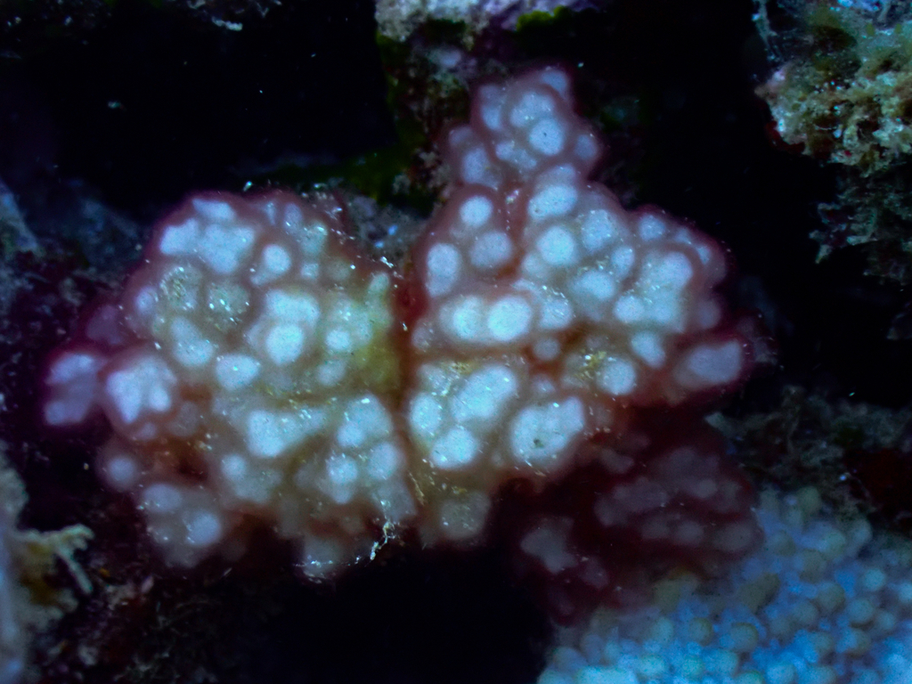 Gibsmithia dotyi