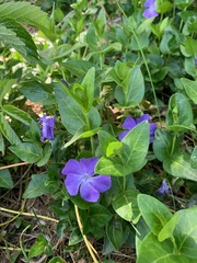 Vinca major