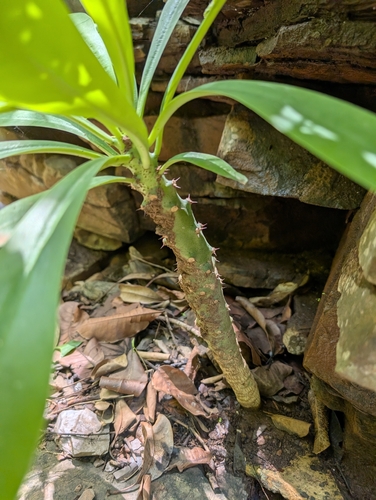 Euphorbia nivulia
