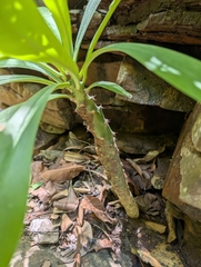 Euphorbia nivulia