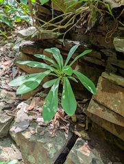 (c) Ravuri Krishna Chaitanya, some rights reserved (CC BY) Euphorbia nivulia, photograph (c) Ravuri Krishna Chaitanya, some rights reserved (CC BY)