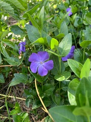 Vinca major