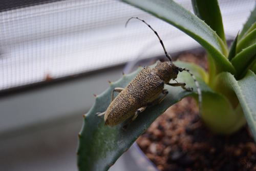 poplar borer