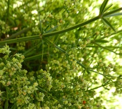 Galium angustifolium