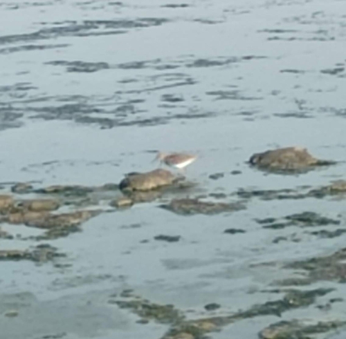 Common Sandpiper