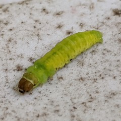 Phlogophora
