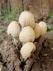 Coprinellus
