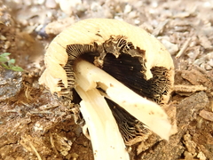 Coprinellus