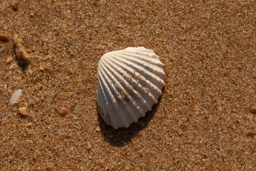Tegillarca granosa observed 2026-08-11