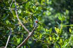Chloroceryle americana
