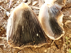 Coprinellus