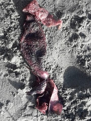 Sarcothalia lanceata