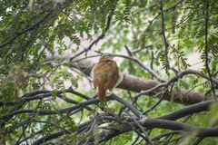Furnarius leucopus