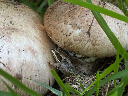 Wood Frog