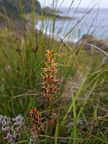bog asphodel