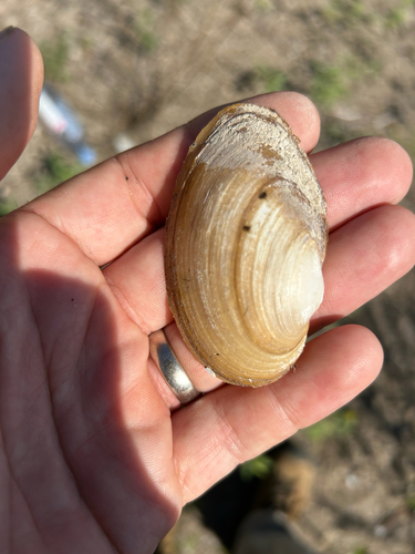 Giant Floater
