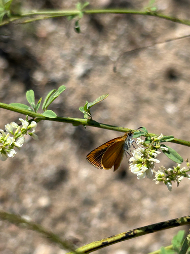 Least Skipper