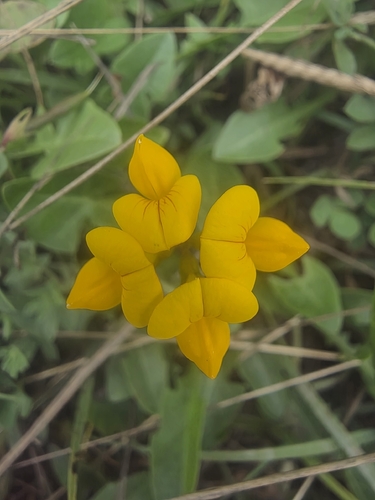 bird's-foot trefoil