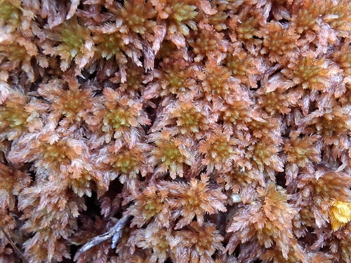 Lustrous Bog-moss