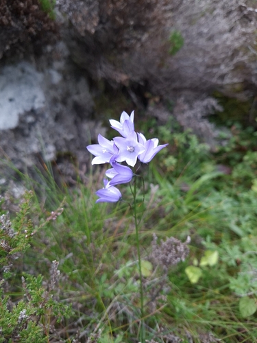 Common Harebell