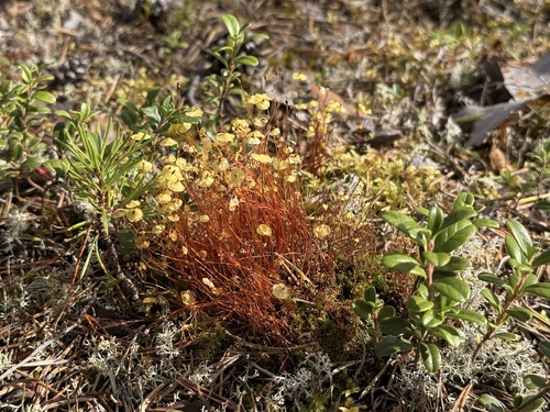 Yellow Moosedung Moss