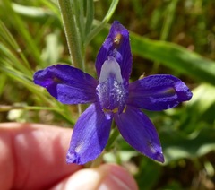 Delphinium parryi
