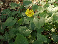 Doronicum columnae