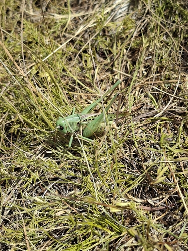 Wart-biter
