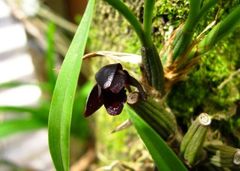 Maxillaria schunkeana