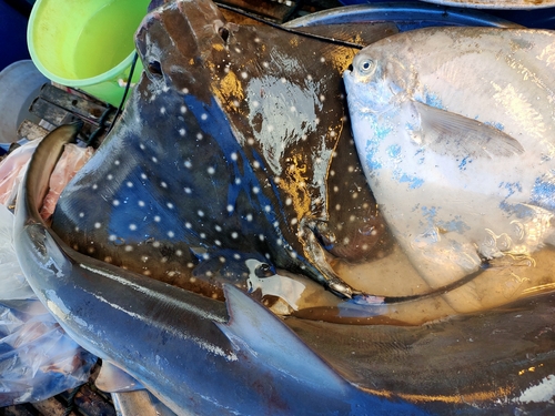 White-spotted Eagle Ray
