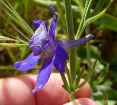 Delphinium parryi