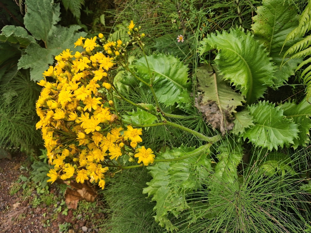 rigid hawkbit